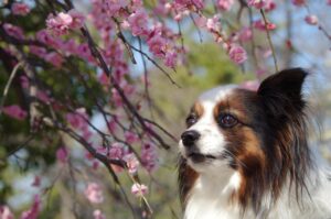 春の脱毛時期における花粉による肌荒れ対策は？